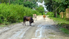 Kühe chillen auf der Straße