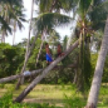 Kids klettern auf der Palme